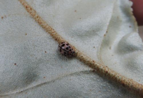 Réf. 206 573 : Oenopia conglobata